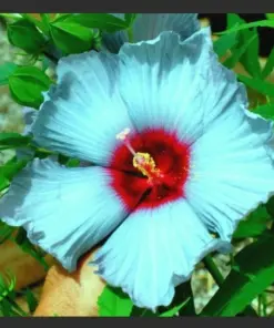 Madagascar Hibiscus Moscheutos Seeds - Rose of Sharon - 10 Seed Pack - Indoor/Outdoor - Image 1
