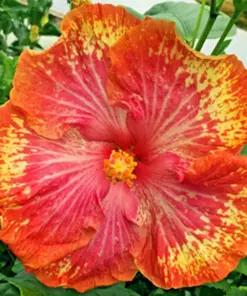 Madagascar Hibiscus Moscheutos Seeds - Rose of Sharon - Starter Seed Pack - Indoor/Outdoor - Image 1