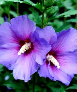 Madagascar Hibiscus Moscheutos Seeds - Rose of Sharon Starter Seeds HS6814 - Indoor/Outdoor Perennial - Image 1
