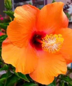 Madagascar Hibiscus Moscheutos Seeds - Rose of Sharon - Perennial Flower Seeds - HS6823 - Image 1