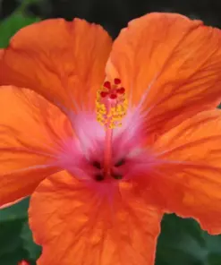 Madagascar Hibiscus Moscheutos Seeds - Rose of Sharon HS6822 - Indoor/Outdoor - Image 1