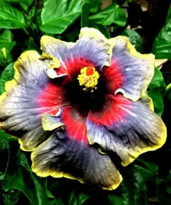 Madagascar Hibiscus Moscheutos Seeds - Rose of Sharon - Starter Seeds - Indoor/Outdoor - Image 1