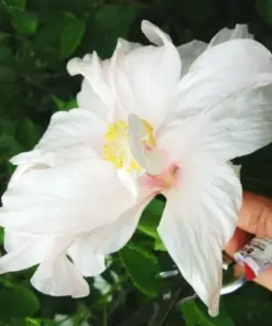 Madagascar Hibiscus Seeds - Rose of Sharon - 10 Count Seed Pack - Indoor/Outdoor - Image 1