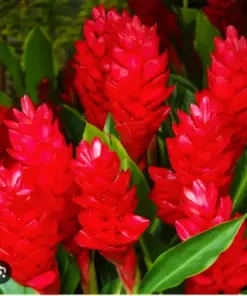 Magnificent Curcuma Red Flower Plant - Turmeric Root Rhizome - 16oz - Fast Growing - Indoor/Outdoor - Image 1