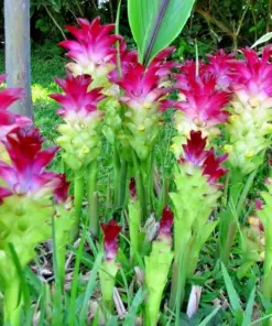 Magnificent Curcuma Red Flower Rhizomes - Fast Grow Turmeric Plant - 4oz - Image 1