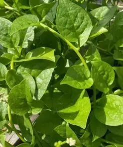 Malabar Spinach Seeds - Ceylon Vine Spinach (Basella alba) - 25+ GMO-Free Perennial Seeds - Outdoor - Image 2