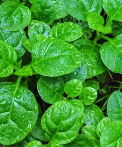 Malabar Spinach Seeds - Ceylon Vine Spinach (Basella alba) - 25+ GMO-Free Perennial Seeds - Outdoor - Image 1