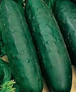 Marketmore 76 Cucumber Seeds - Non-GMO Heirloom Vegetable Garden Seeds - Full Sun - Image 1