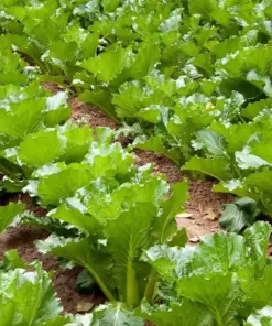 Michihili Chinese Cabbage Seeds - Non-GMO Vegetable Seeds - Variety Sizes - Indoor/Outdoor - Image 2