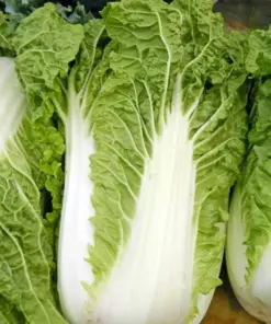 Michihili Chinese Cabbage Seeds - Non-GMO Vegetable Seeds - Variety Sizes - Indoor/Outdoor - Image 1