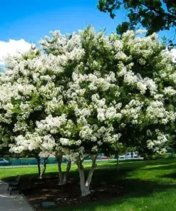 Milk Crepe Myrtle Cuttings - Fast Grow for Rooting & Grafting - 7 Cuttings - Indoor/Outdoor - Image 2