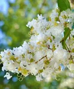 Milk Crepe Myrtle Cuttings - Fast Grow for Rooting & Grafting - 7 Cuttings - Indoor/Outdoor - Image 3