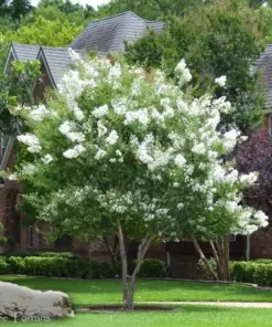 Milk Crepe Myrtle Cuttings - Fast Grow for Rooting & Grafting - 7 Cuttings - Indoor/Outdoor - Image 1