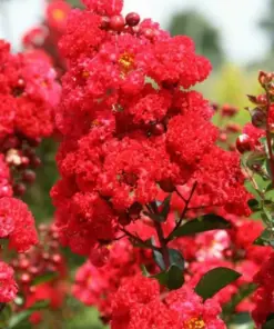 Milk Crepe Myrtle Cuttings - Fast Grow Rooting Plant - 7 Cuttings - Indoor/Outdoor - Image 1