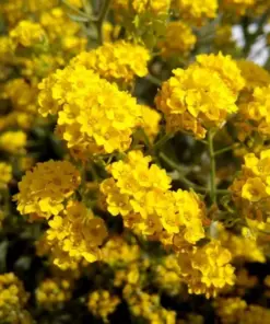 Milk Crepe Myrtle Cuttings - Fast Growing Plant - 7 Cuttings for Rooting - Image 2