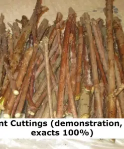 Milk Crepe Myrtle Cuttings - Fast Growing Plant - 7 Cuttings for Rooting - Image 3