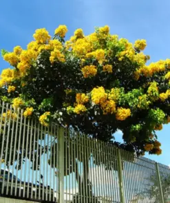 Milk Crepe Myrtle Cuttings - Fast Growing Plant - 7 Cuttings for Rooting - Image 4