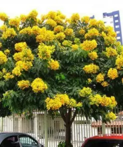 Milk Crepe Myrtle Cuttings - Fast Growing Plant - 7 Cuttings for Rooting - Image 1