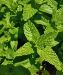 Mint Herb Seeds - Spearmint, Peppermint & Chocolate Mint Varieties - 15 Fresh Seeds - Indoor/Outdoor - Image 3