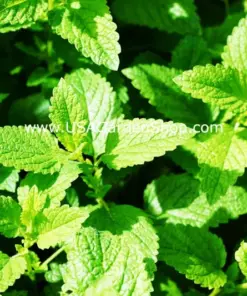 Mint Herb Seeds - Spearmint, Peppermint & Chocolate Mint Varieties - 15 Fresh Seeds - Indoor/Outdoor - Image 4