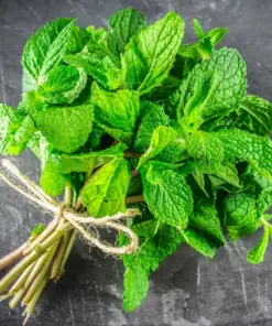 Mint Herb Seeds - Spearmint, Peppermint & Chocolate Mint Varieties - 15 Fresh Seeds - Indoor/Outdoor - Image 5