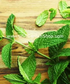 Mint Herb Seeds - Spearmint, Peppermint & Chocolate Mint Varieties - 15 Fresh Seeds - Indoor/Outdoor - Image 6