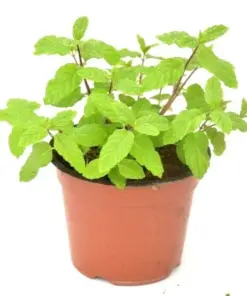 Mint Herb Seeds - Spearmint, Peppermint & Chocolate Mint Varieties - 15 Fresh Seeds - Indoor/Outdoor - Image 1