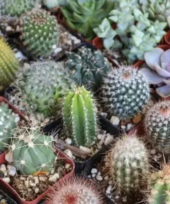 Mixed Cactus & Succulent Seeds - 25+ Seed Count - Easy Grow Indoor/Outdoor Mix - Image 2