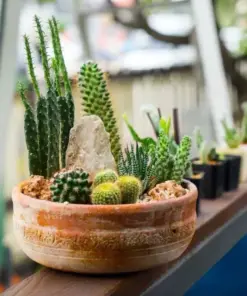 Mixed Cactus & Succulent Seeds - 25+ Seed Count - Easy Grow Indoor/Outdoor Mix - Image 3