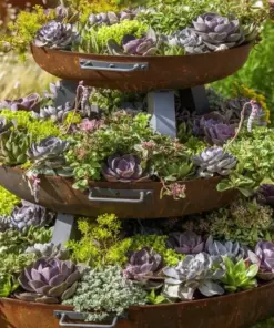 Mixed Cactus & Succulent Seeds - 25+ Seed Count - Easy Grow Indoor/Outdoor Mix - Image 1