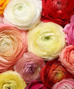 Mixed Ranunculus Seeds - Double Bloom Buttercups Flower Seeds - 60 Count - Colorful Spring Perennial - Image 2