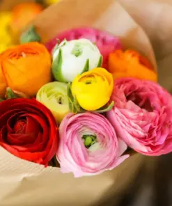 Mixed Ranunculus Seeds - Double Bloom Buttercups Flower Seeds - 60 Count - Colorful Spring Perennial - Image 1