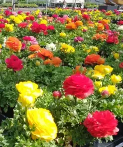 Mixed Ranunculus Seeds - Double Bloom Buttercups - Vibrant Spring Flowers - 100 Seeds - Indoor/Outdoor - Image 2