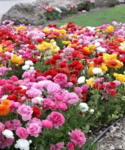 Mixed Ranunculus Seeds - Double Bloom Buttercups - Vibrant Spring Flowers - 100 Seeds - Indoor/Outdoor - Image 1