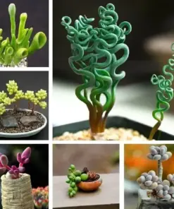 Mixed Rare Succulent Seeds - Colorful & Unique Succulent Plant Seeds - 100 Pcs - Indoor & Outdoor - Image 2