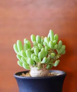 Mixed Rare Succulent Seeds - Colorful & Unique Succulent Plant Seeds - 100 Pcs - Indoor & Outdoor - Image 3