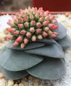 Mixed Rare Succulent Seeds - Colorful & Unique Succulent Plant Seeds - 100 Pcs - Indoor & Outdoor - Image 4