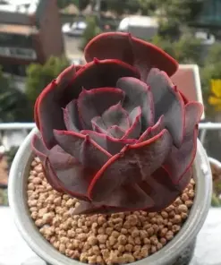 Mixed Rare Succulent Seeds - Colorful & Unique Succulent Plant Seeds - 100 Pcs - Indoor & Outdoor - Image 5