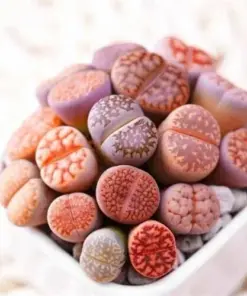 Mixed Rare Succulent Seeds - Colorful & Unique Succulent Plant Seeds - 100 Pcs - Indoor & Outdoor - Image 6