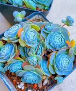 Mixed Rare Succulent Seeds - Colorful & Unique Succulent Plant Seeds - 100 Pcs - Indoor & Outdoor - Image 7