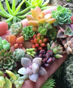 Mixed Sedum Seeds - Stonecrop Succulent Groundcover - 100+ Seeds - Indoor/Outdoor - Image 2