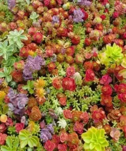 Mixed Sedum Seeds - Stonecrop Succulent Groundcover - 100+ Seeds - Indoor/Outdoor - Image 1