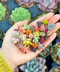 Mixed Succulent Seeds - 200pcs Rare & Colorful Garden Collection - Indoor/Outdoor - Image 2