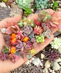 Mixed Succulent Seeds - 200pcs Rare & Colorful Garden Collection - Indoor/Outdoor - Image 1
