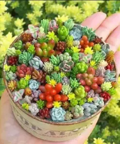 Mixed Succulent Seeds - 200pcs Rare & Vibrant Collection for Indoor Gardening - Multicolor - Image 2