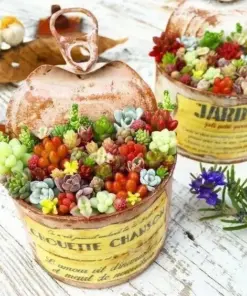Mixed Succulent Seeds - 200pcs Rare & Vibrant Collection for Indoor Gardening - Multicolor - Image 3
