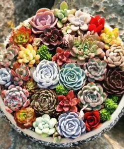 Mixed Succulent Seeds - 200pcs Rare & Vibrant Collection for Indoor Gardening - Multicolor - Image 1