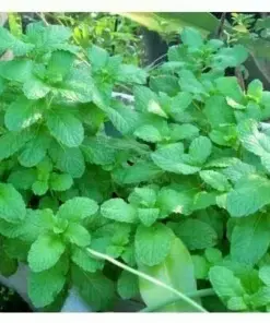 Mojito Mint Seeds or Live Plant - Non-GMO Herb - Fast Growing Indoor/Outdoor - Image 2