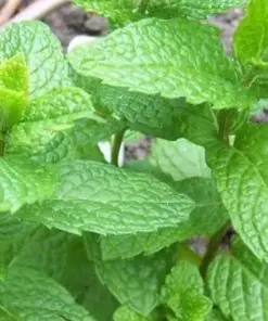 Mojito Mint Seeds or Live Plant - Non-GMO Herb - Fast Growing Indoor/Outdoor - Image 4