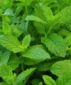 Mojito Mint Seeds or Live Plant - Non-GMO Herb - Fast Growing Indoor/Outdoor - Image 1